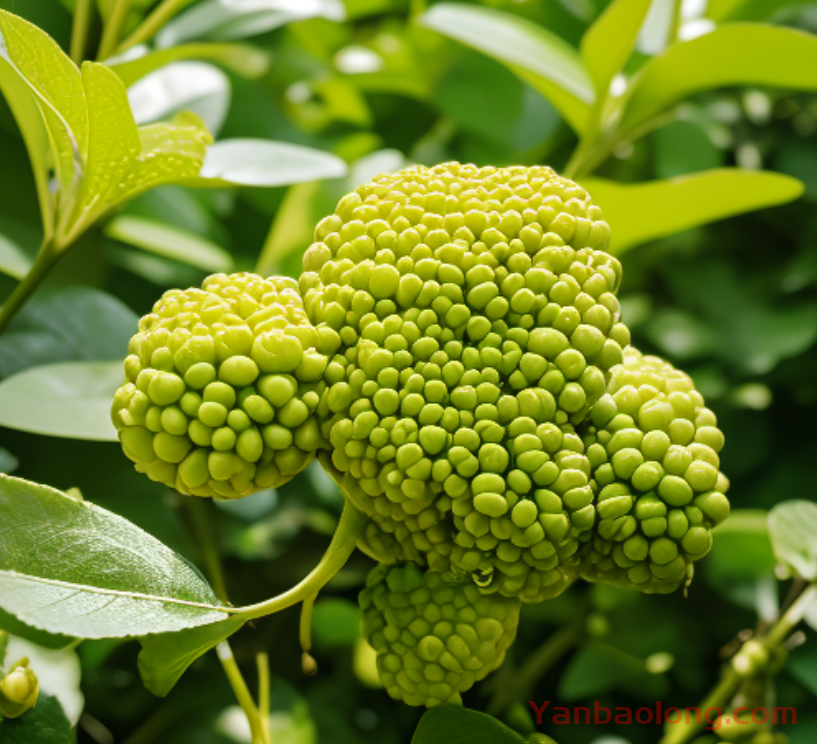 植提行業的海外獲客之道：借助TikTok和網絡獲客技巧實現短視頻運營獲客